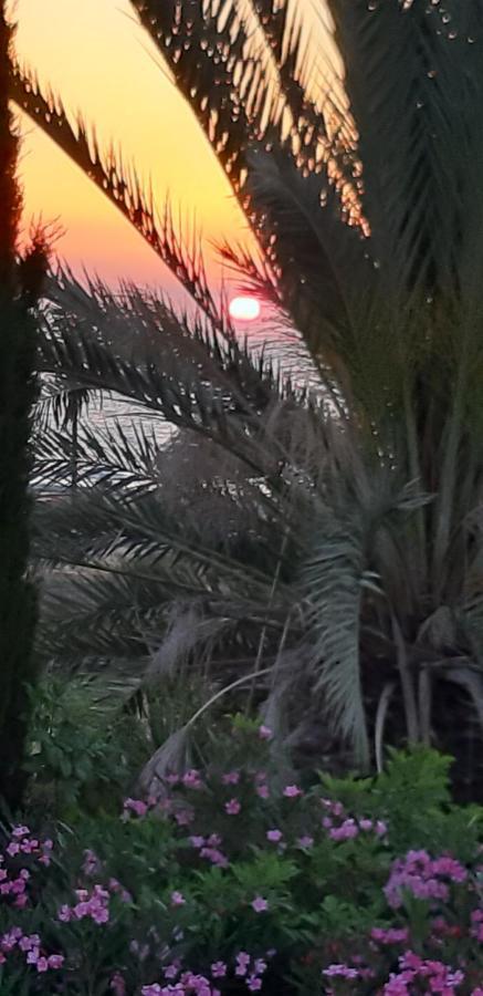 Coral Bay Suite Cyprus المظهر الخارجي الصورة
